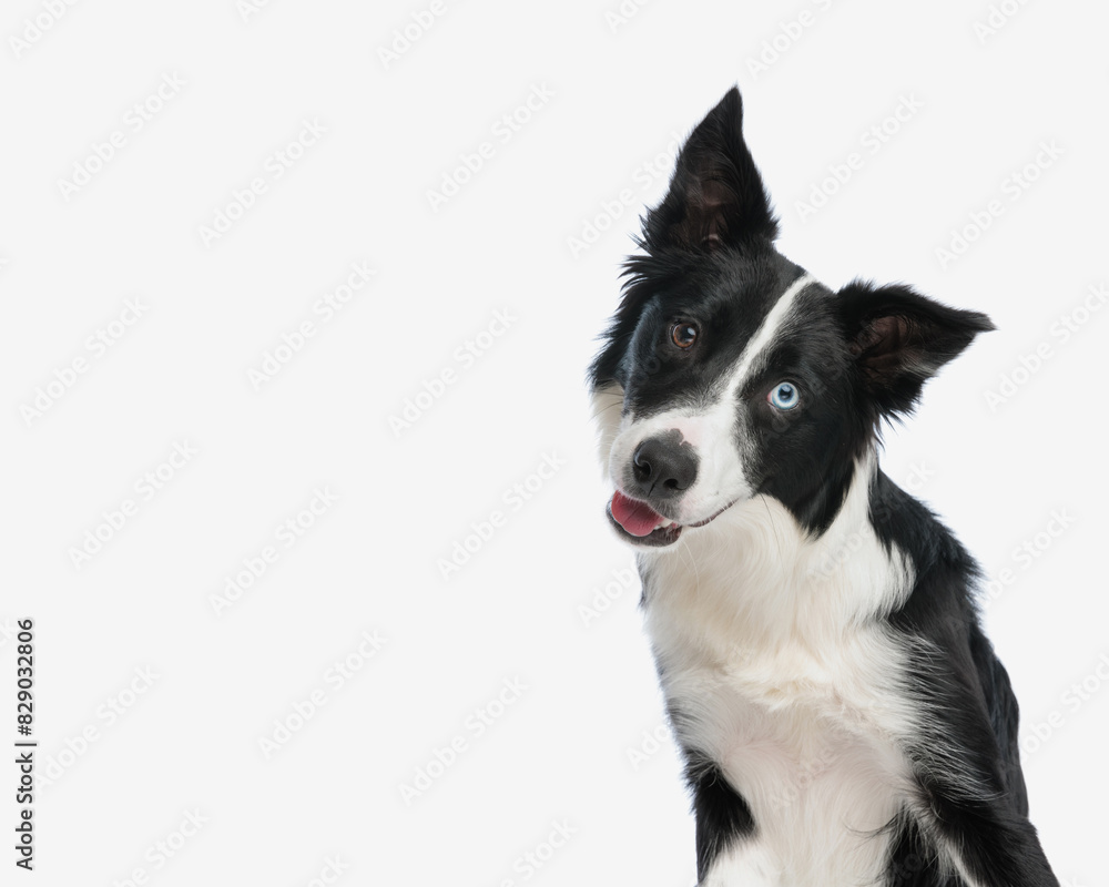 portrait of adorable border collie dog looking forward and tilting head portrait of adorable border collie dog looking forward and tilting head