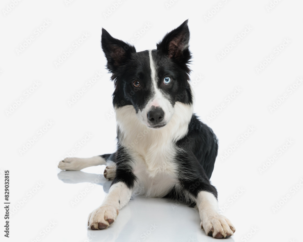 Fototapeta premium beautiful border collie puppy looking forward and laying down