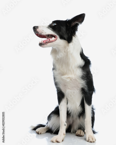 adorable border collie dog looking to side and panting