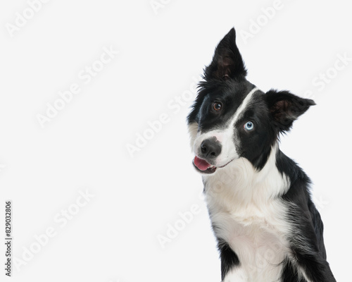 portrait of adorable border collie dog looking forward and tilting head