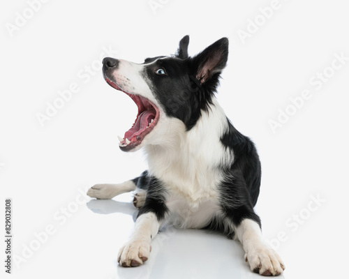 tired border collie puppy looking to side and yawning