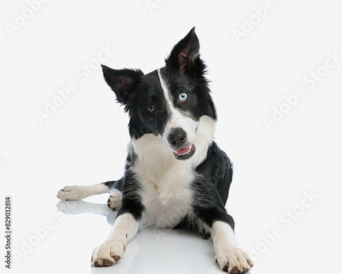 cute border collie dog tilting head and laying down