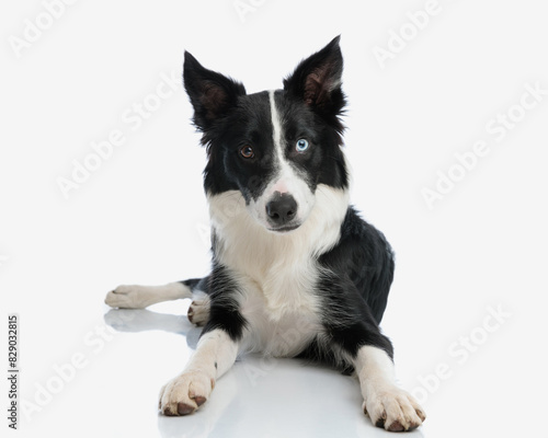 beautiful border collie puppy looking forward and laying down