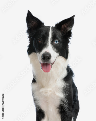 portrait of beautiful border collie dog panting with tongue exposed