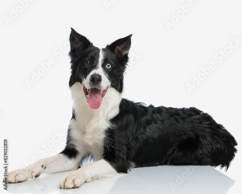 happy border collie puppy sticking out tongue and panting