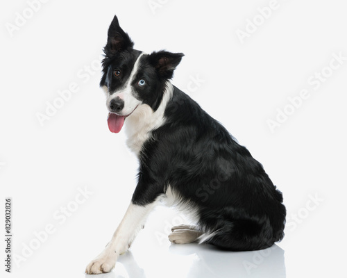 cute border collie dog with tongue exposed sitting and looking forward