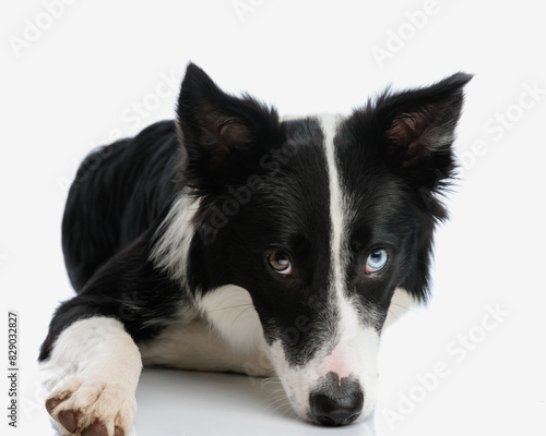 shy little border collie puppy laying head down and looking up