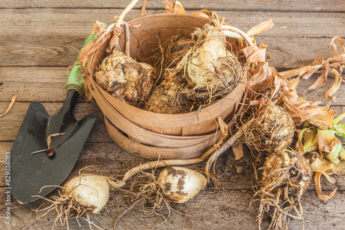 Dug up fritillaria Persica bulbs  and garden shovel on   table. Flat lay