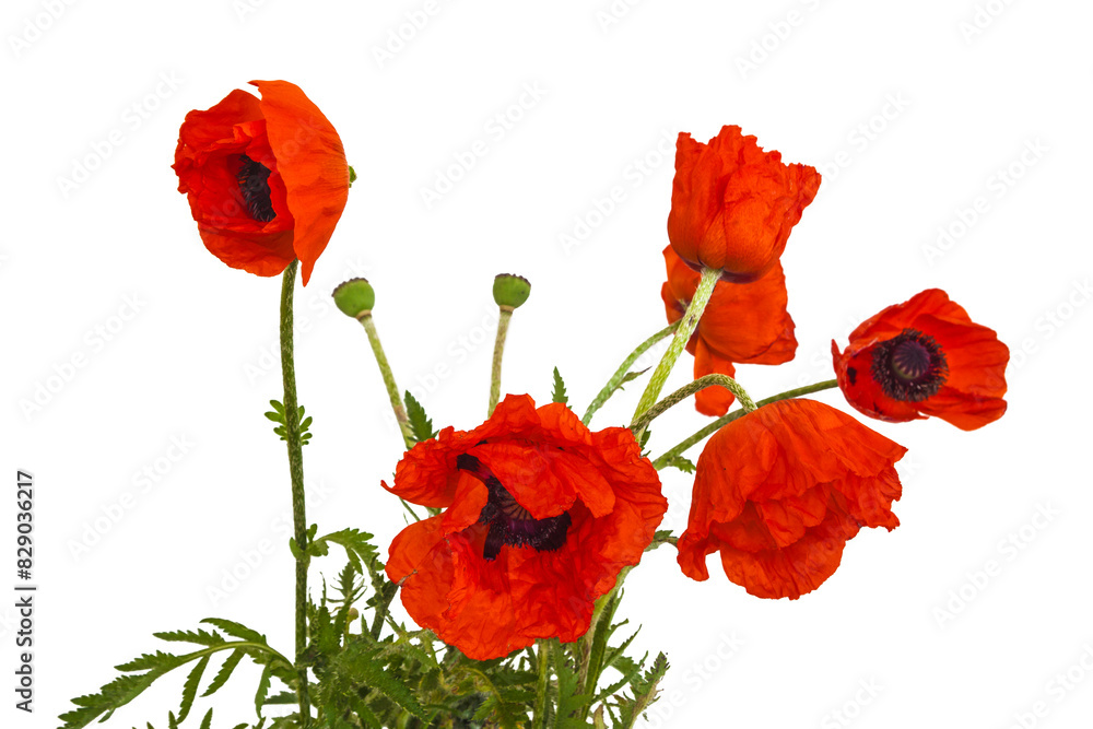 Obraz premium Papaver orientale over white background