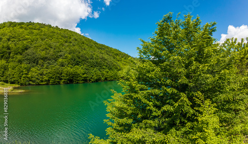 lake in the forest