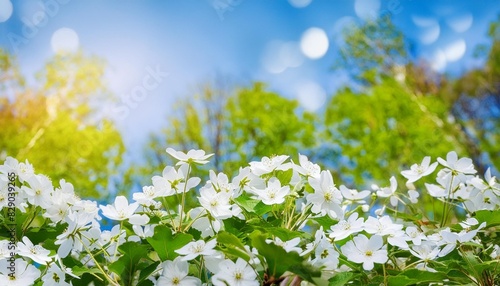 spring forest white flowers primroses on a beautiful nature background with blurred blue sky