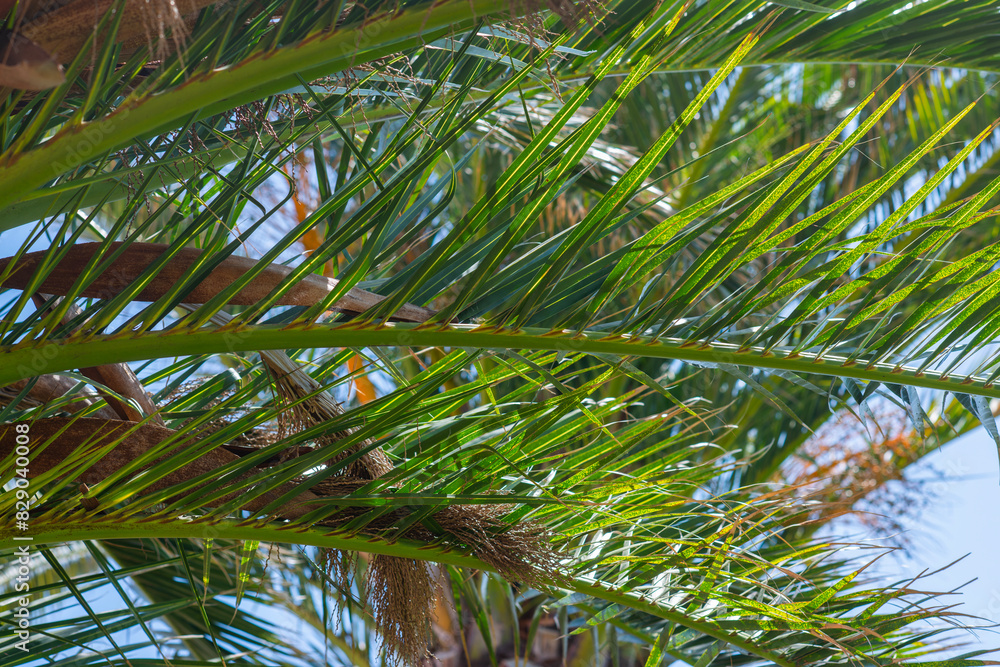 Obraz premium Palm tree with sky