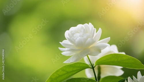 close up white bloom jasminum sambac in green nature background photo