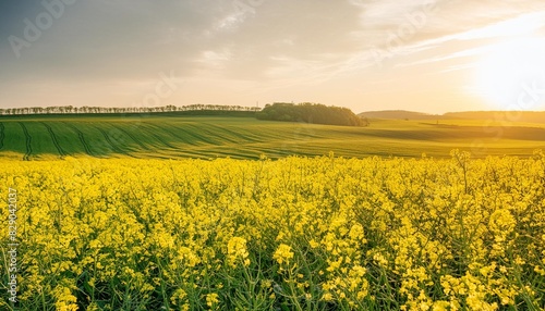 a beautiful field with blooming rapeseed at sunny day there are rapeseed flowers below and green grass on top of the sun