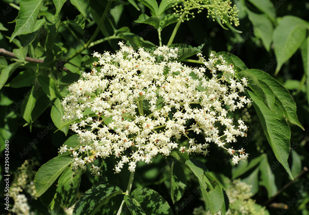 Elderberry black (Sambucus nigra) blooms in nature Elderberry black (Sambucus nigra) blooms in nature