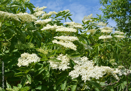Elderberry black (Sambucus nigra) blooms in nature