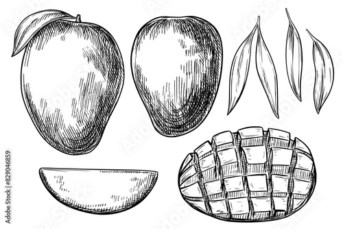 Obraz na płótnie Mango set hand drawn vintage vector sketch drawing w salonie