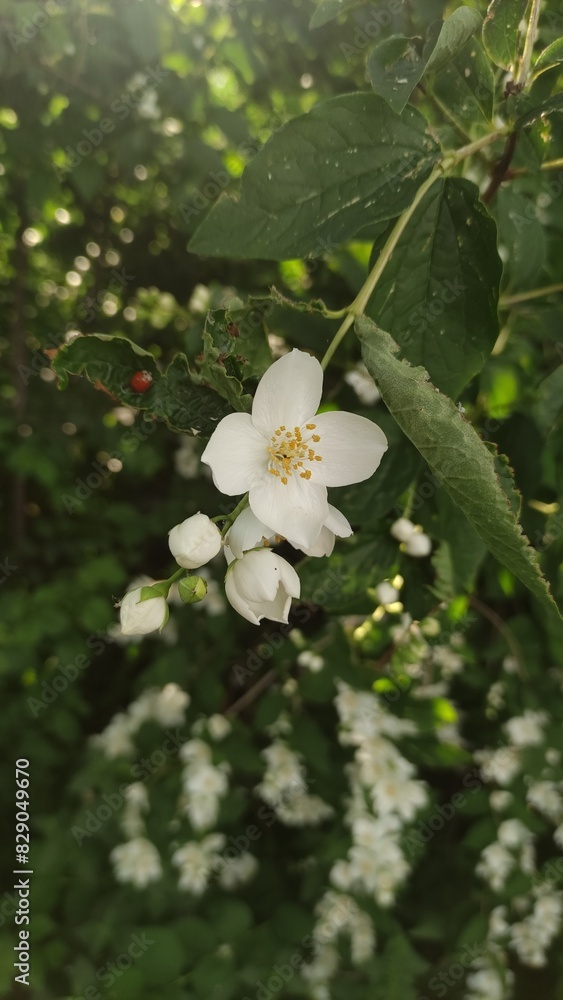 jasmine shrub blossom with ladybug on the leaf jasmine shrub blossom with ladybug on the leaf
