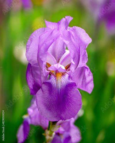 Closeup image of Purple Bearded Iris Flower