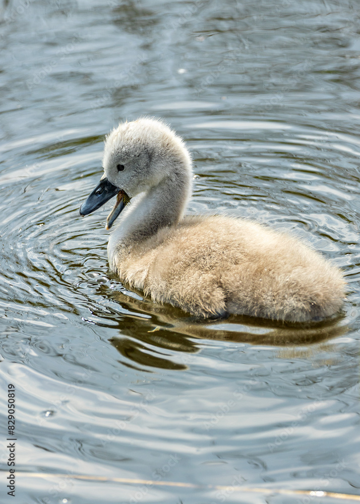Mute Swan Cygnet (Cygnus olor) - Commonly Found in Europe, Asia, and North America Mute Swan Cygnet (Cygnus olor) - Commonly Found in Europe, Asia, and North America