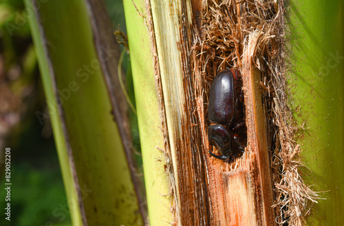 A coconut rhinoceros beetle attacked a coconut tree . it is a insect pest of palm and coconut tree  .