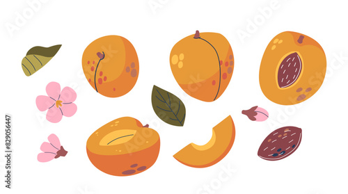 Apricots Various Elements Including Slices  Seeds  Leaves And Flowers. Cartoon Vector Set Showcases Different Parts