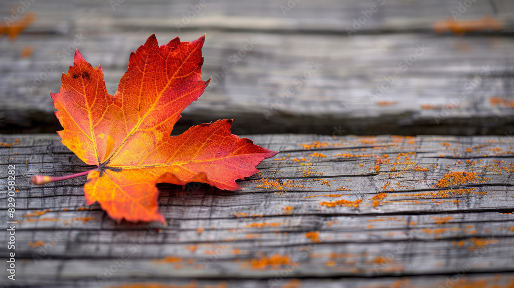 A single colorful maple leaf on a wooden surface. A single colorful maple leaf on a wooden surface.