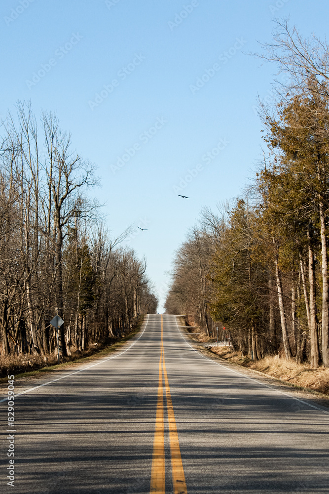 Fototapeta premium Hallway of Trees