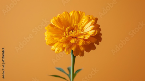 Yellow marigold flower against orange background, close-up. © SashaMagic
