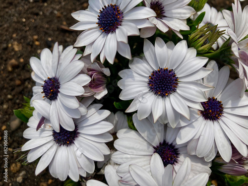 White osteospermums with purple in the center photo