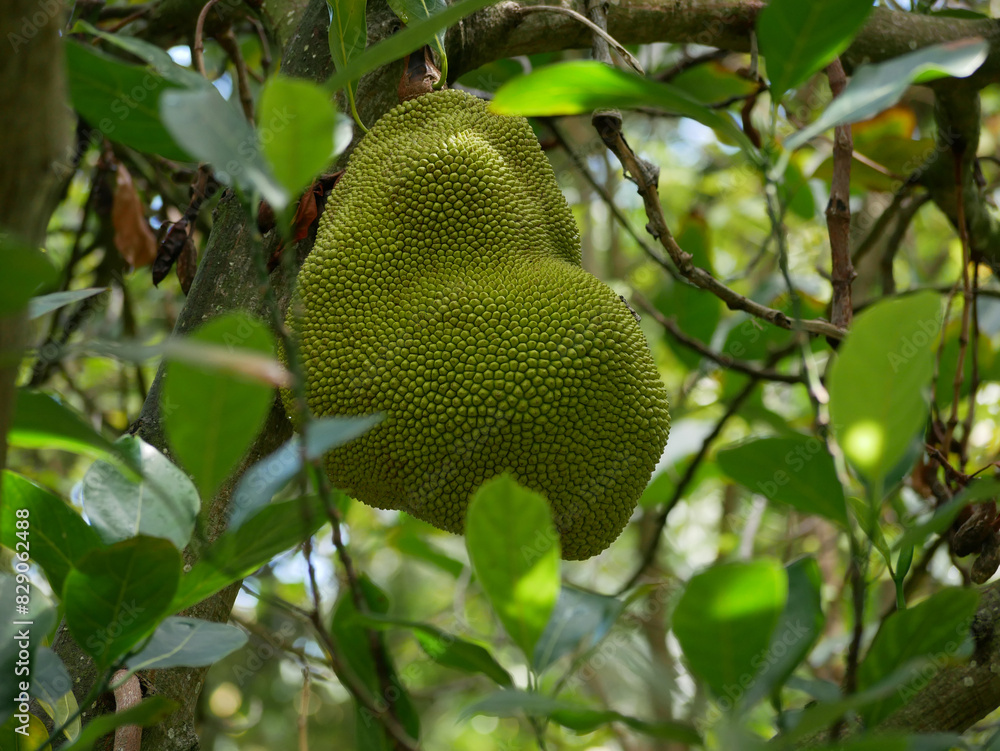 Durian Jackfruit (Artocarpus heterophyllus) close up high quality. Ripe tropical fruit growing on a tree in a botanical garden in Puerto de la Cruz, La Orotava, Tenerife Durian Jackfruit (Artocarpus heterophyllus) close up high quality. Ripe tropical fruit growing on a tree in a botanical garden in Puerto de la Cruz, La Orotava, Tenerife