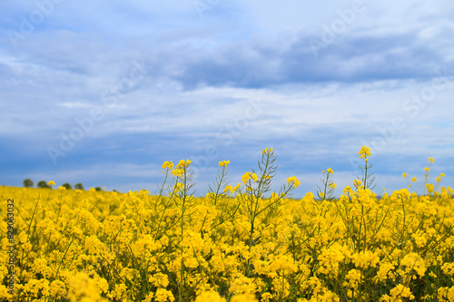 A field of flowering rapeseed against a blue sky in close-up. photo