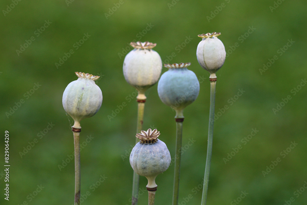 Opium poppy or Papaver somniferum or Breadseed poppy annual herb flowering plants usually grown as agricultural crop with strongly glaucous hairless rounded capsules topped with radiating stigmatic Opium poppy or Papaver somniferum or Breadseed poppy annual herb flowering plants usually grown as agricultural crop with strongly glaucous hairless rounded capsules topped with radiating stigmatic