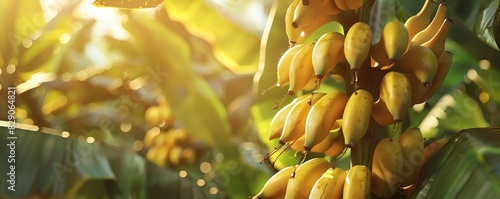 A close-up image of a bunch of yellow bananas hanging from a banana tree in a lush green jungle