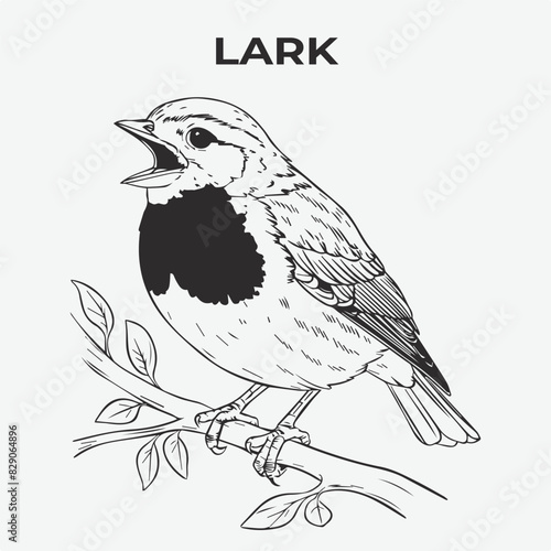 Lark bird Detailed Outline for Artistic Coloring. Vector Illustration