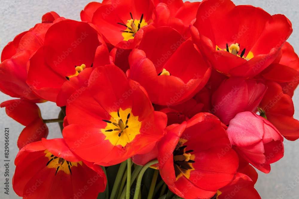 A lovely collection of red flowers featuring bright yellow centers A lovely collection of red flowers featuring bright yellow centers