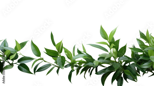 Green leaves Plant isolated with white background