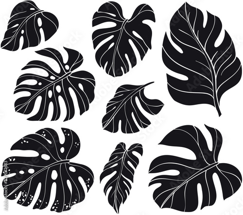 silhouettes of leaf monstera set.