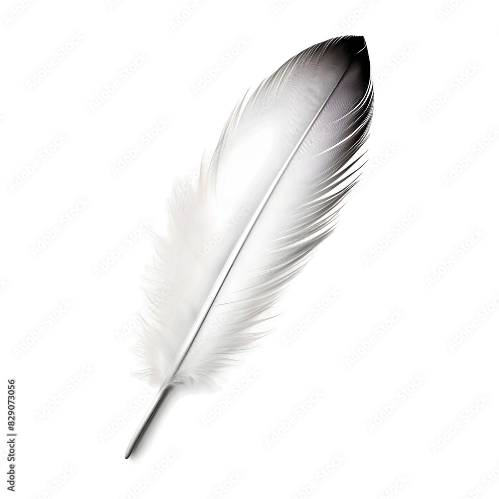 White & Black-Feather isolated on transparent background White & Black-Feather isolated on transparent background