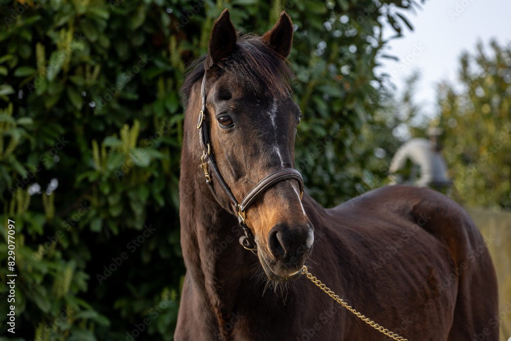 Portrait eines Vollbluts Portrait eines Vollbluts