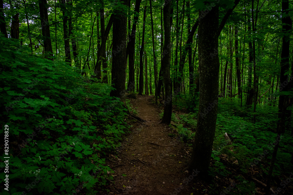 Fototapeta premium Bosque