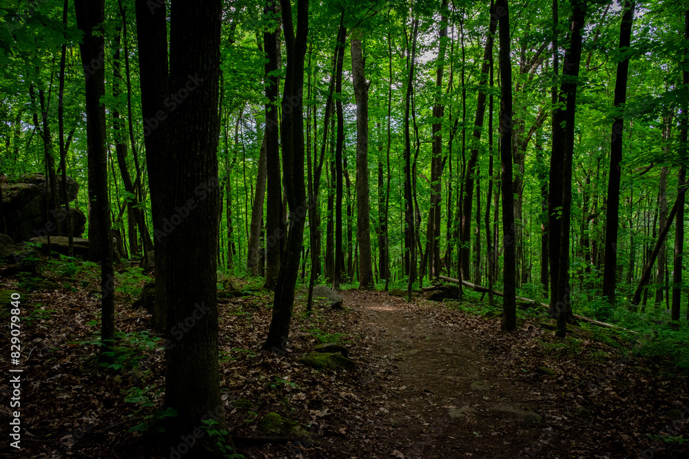 Obraz premium Bosque