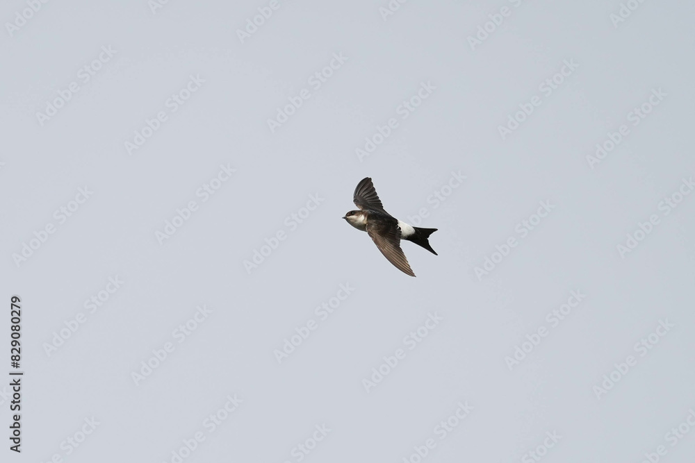 Common house martin (delichon urbicum) in flight flying over blue sky Common house martin (delichon urbicum) in flight flying over blue sky