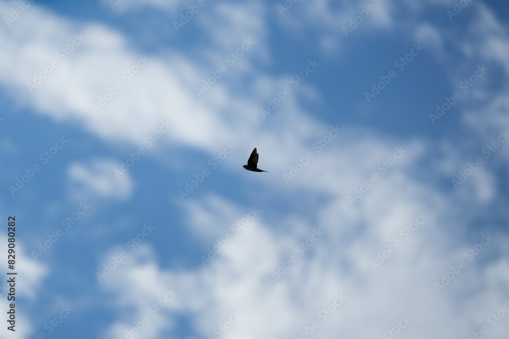 Common house martin (delichon urbicum) in flight flying over blue sky Common house martin (delichon urbicum) in flight flying over blue sky