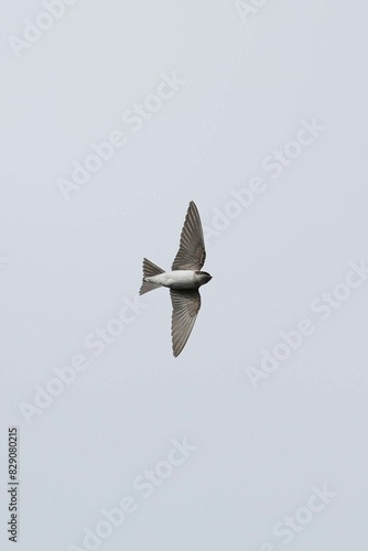 Common house martin (delichon urbicum) in flight flying over blue sky photo