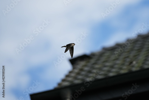 Quadro em tela Common house martin (delichon urbicum) in flight flying over blue sky