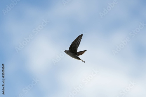 Fotografia Common house martin (delichon urbicum) in flight flying over blue sky