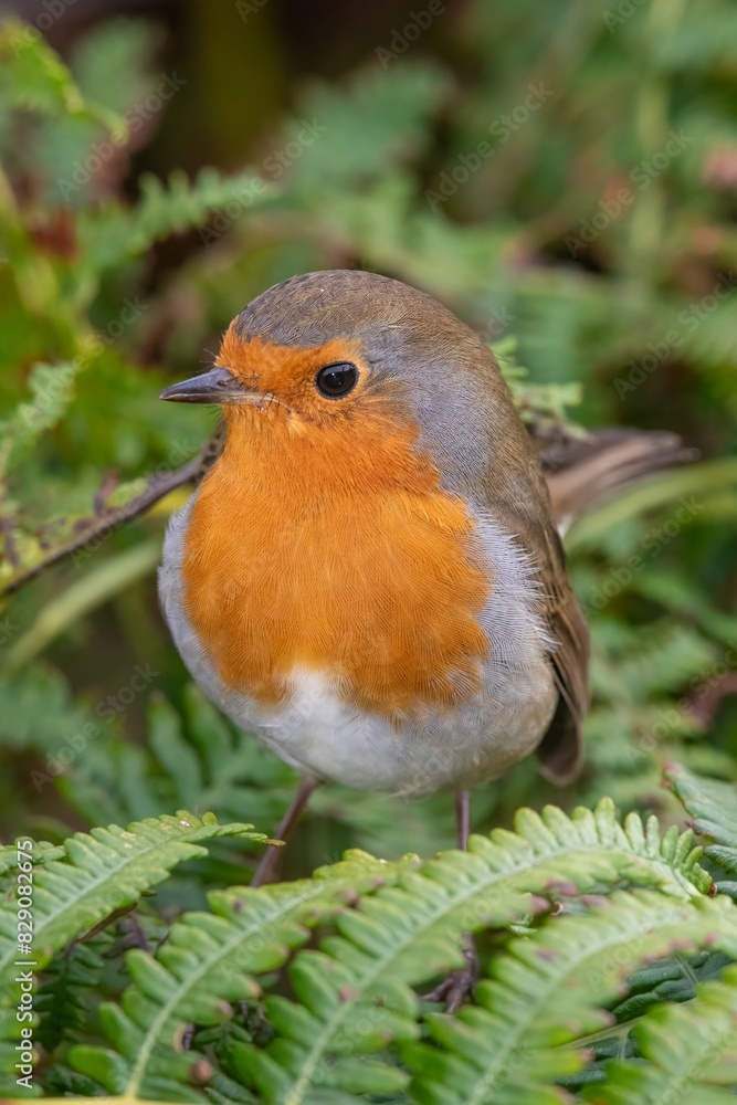 Portrait of a European robin (erithacus rubecula) perching on a piece of bracken Portrait of a European robin (erithacus rubecula) perching on a piece of bracken