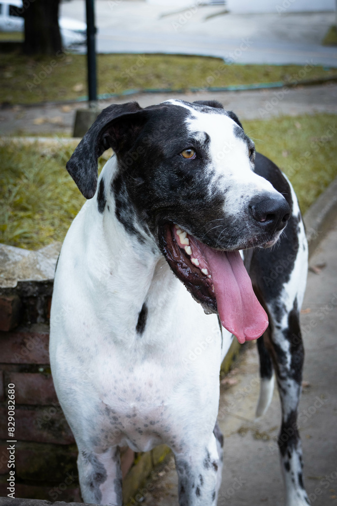 Great dane profile portrait with tongue out Great dane profile portrait with tongue out