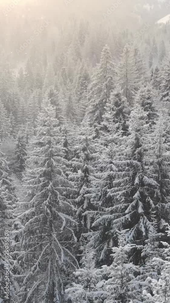 Beautiful winter scenery with snow falling on a fir tree branch. Snowfall in a winter spruce forest at sunset. Real snowflakes slowly flying in air in cold winter day. Christmas time concept. Beautiful winter scenery with snow falling on a fir tree branch. Snowfall in a winter spruce forest at sunset. Real snowflakes slowly flying in air in cold winter day. Christmas time concept.